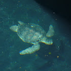 Green sea Turtle