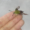 Hummingbird Clearwing