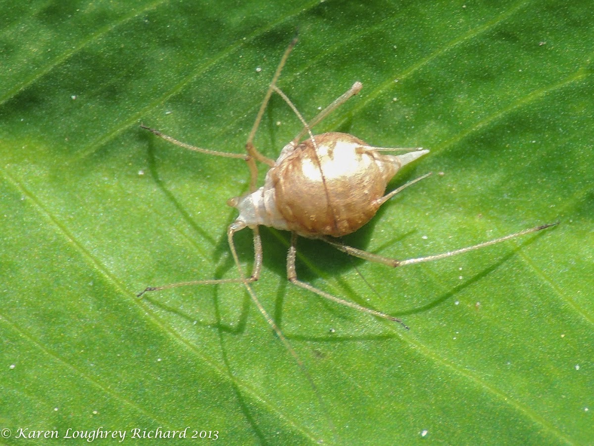 Aphid (parasitized by wasp)