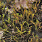 Hedwigia moss