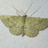 Unknown Geometrid Moth