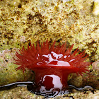 Sea anemone-red / Crvena moruzgva