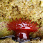Sea anemone-red / Crvena moruzgva