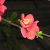 Japanese quince blossom