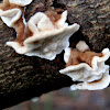 Bracket fungus - two