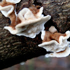 Bracket fungus - two