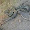 Green mojave rattlesnake