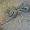 Green mojave rattlesnake