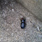 Bess beetle