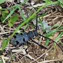 Four spotted Gray Longhorn beetle
