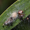 White-winged Araneus Spider