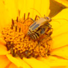Pennsylvania Leatherwing Beetles