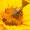 Pennsylvania Leatherwing Beetles