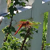 Flame Skimmer dragonfly (male)