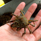 Portly Spider Crab