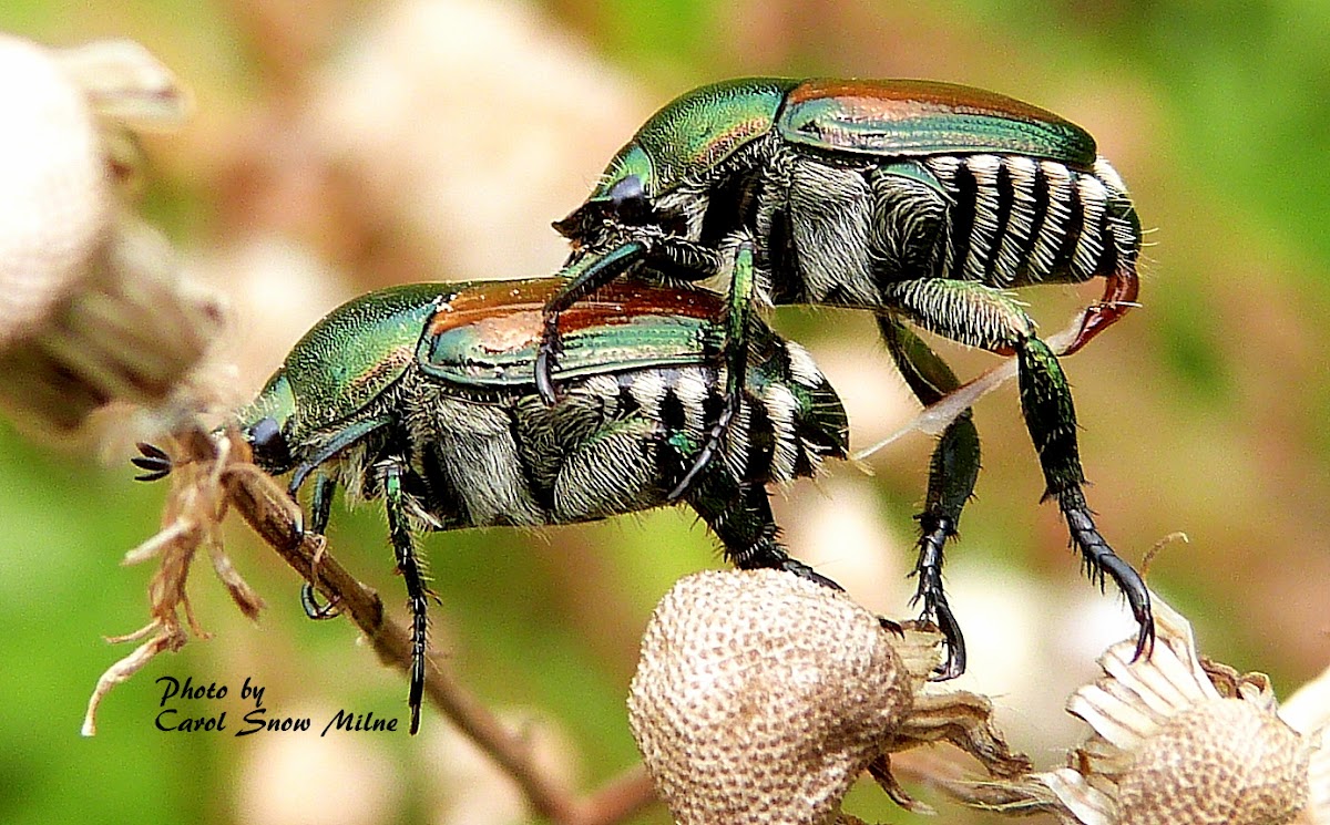 Japanese Beetles mating