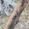 Bagrada stolata pentatomidae bugs