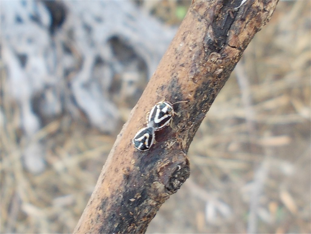 Bagrada stolata pentatomidae bugs