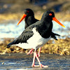 Pied Oyster Catcher