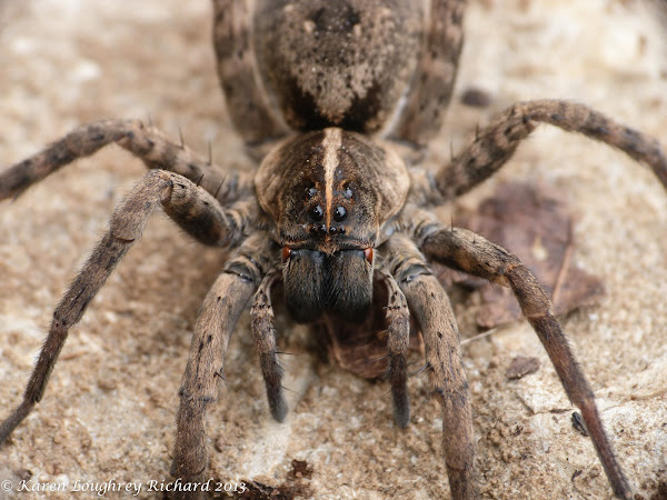 Carolina wolf spider | Project Noah