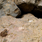 Frog of the Pyrenees