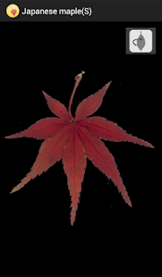 Japanese autumn leaves(圖2)-速報App