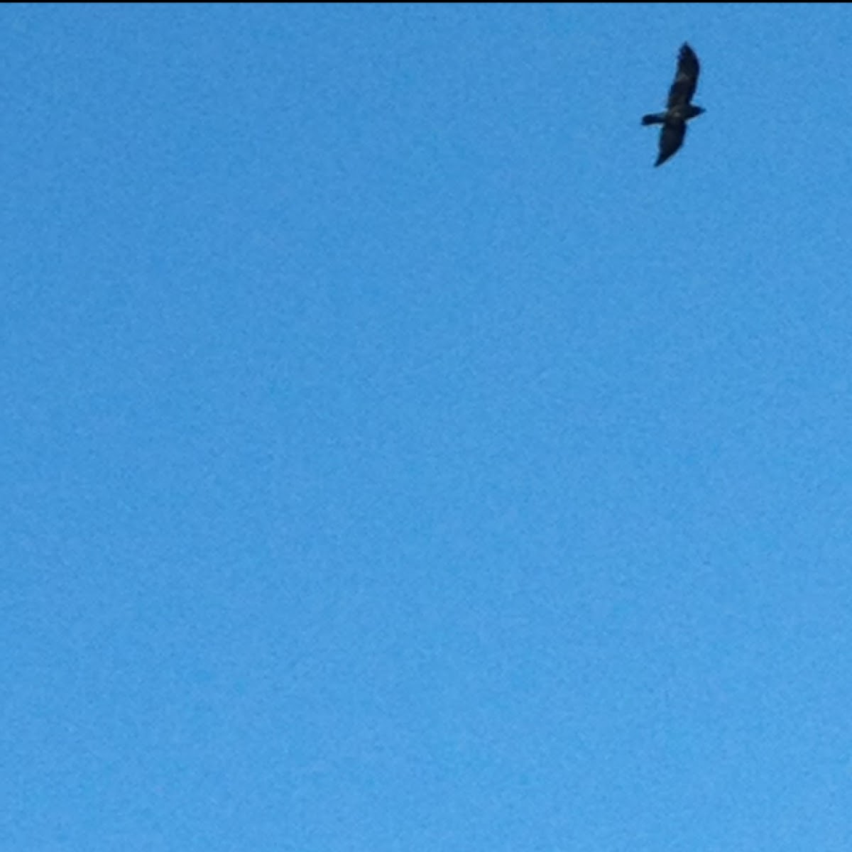 Red-tailed hawk, Dark morph Swainson's Hawk