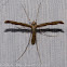 Plume Moth