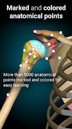 Anatomy Learning - 3D Anatomy 2