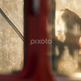 Kissing in the sunlight by Alexandru Tunschi - Wedding Bride & Groom