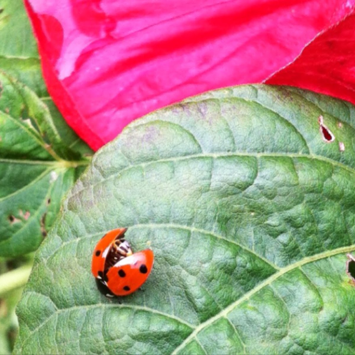 Seven spotted ladybug