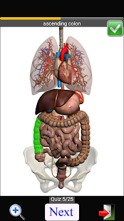 Anatomy Quiz Free(圖7)-速報App