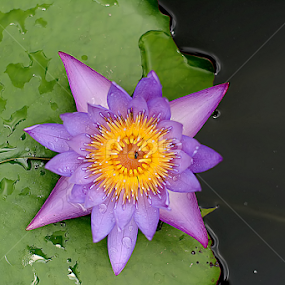 by Saptarshi Datta - Flowers Single Flower