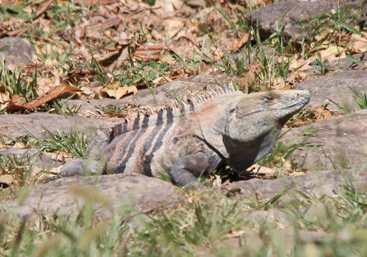 Spiny-tailed iguana