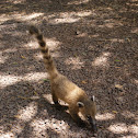 South American Coati