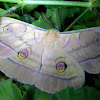 Japanese Silk Moth