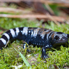 Marbled Salamander