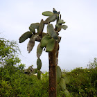 Giant Prickly Pear Cactus - Tuna gigante