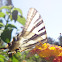 Southern Swallowtail