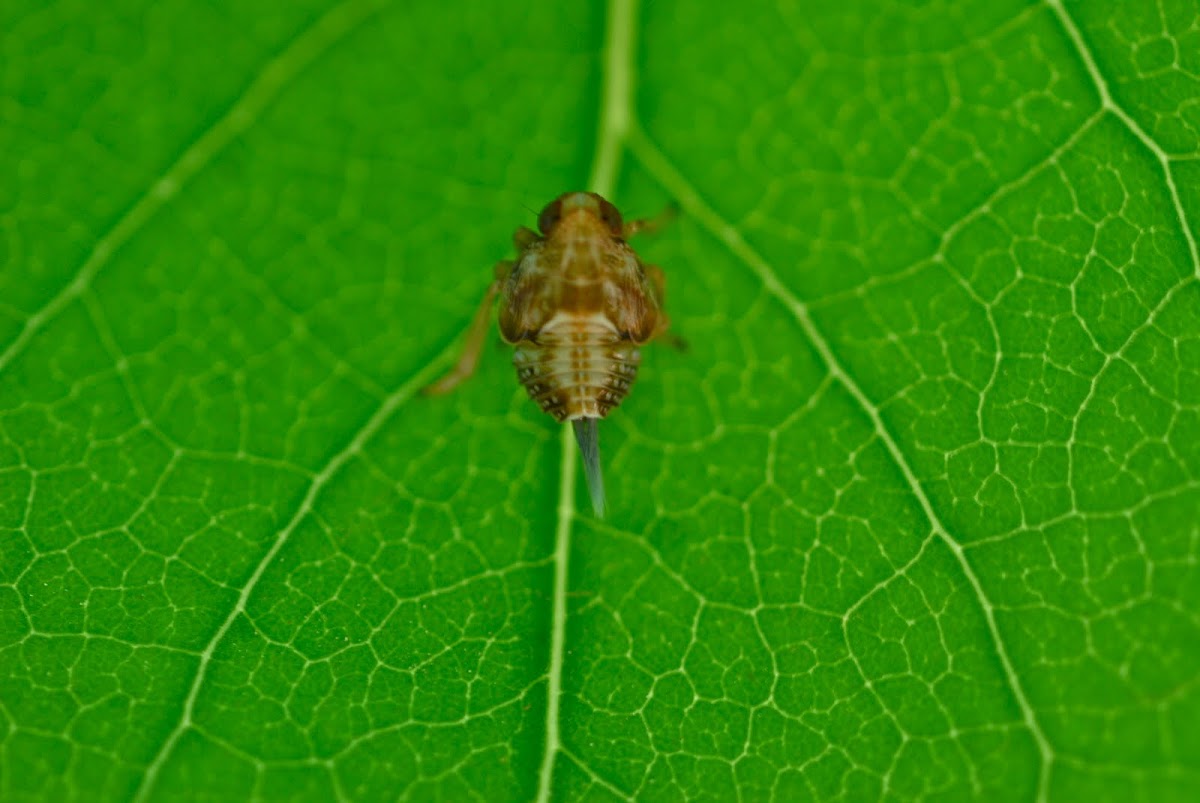 Leaf-Hopper session the 2nd, Nymph, Echte Käferzikadennymphe