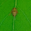 Leaf-Hopper session the 2nd, Nymph, Echte Käferzikadennymphe
