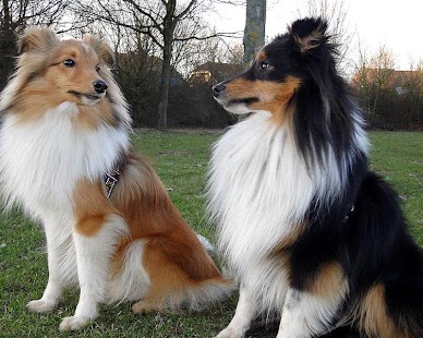 Sheepdog Wallpapers Screenshots 1