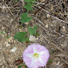 Sea bindweed