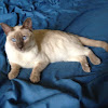 Siamese cat (lilac and chocolate point)