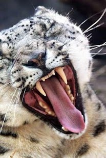 How to get Snow Leopard Puzzle 1.2 unlimited apk for pc