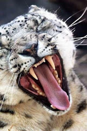 Snow Leopard Puzzle poster 1