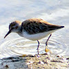 Western Sandpiper (Non breeding)