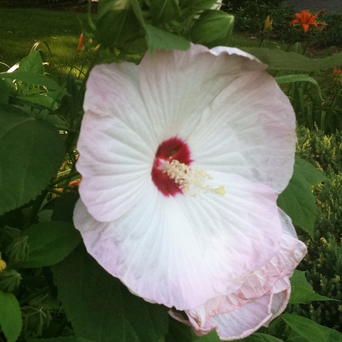 Hibiscus