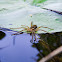 Six-spotted Fishing Spider