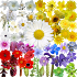 What's that flower?5.7.2